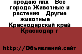 продаю лпх - Все города Животные и растения » Другие животные   . Краснодарский край,Краснодар г.